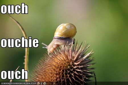 ouch_hedgehog+snails